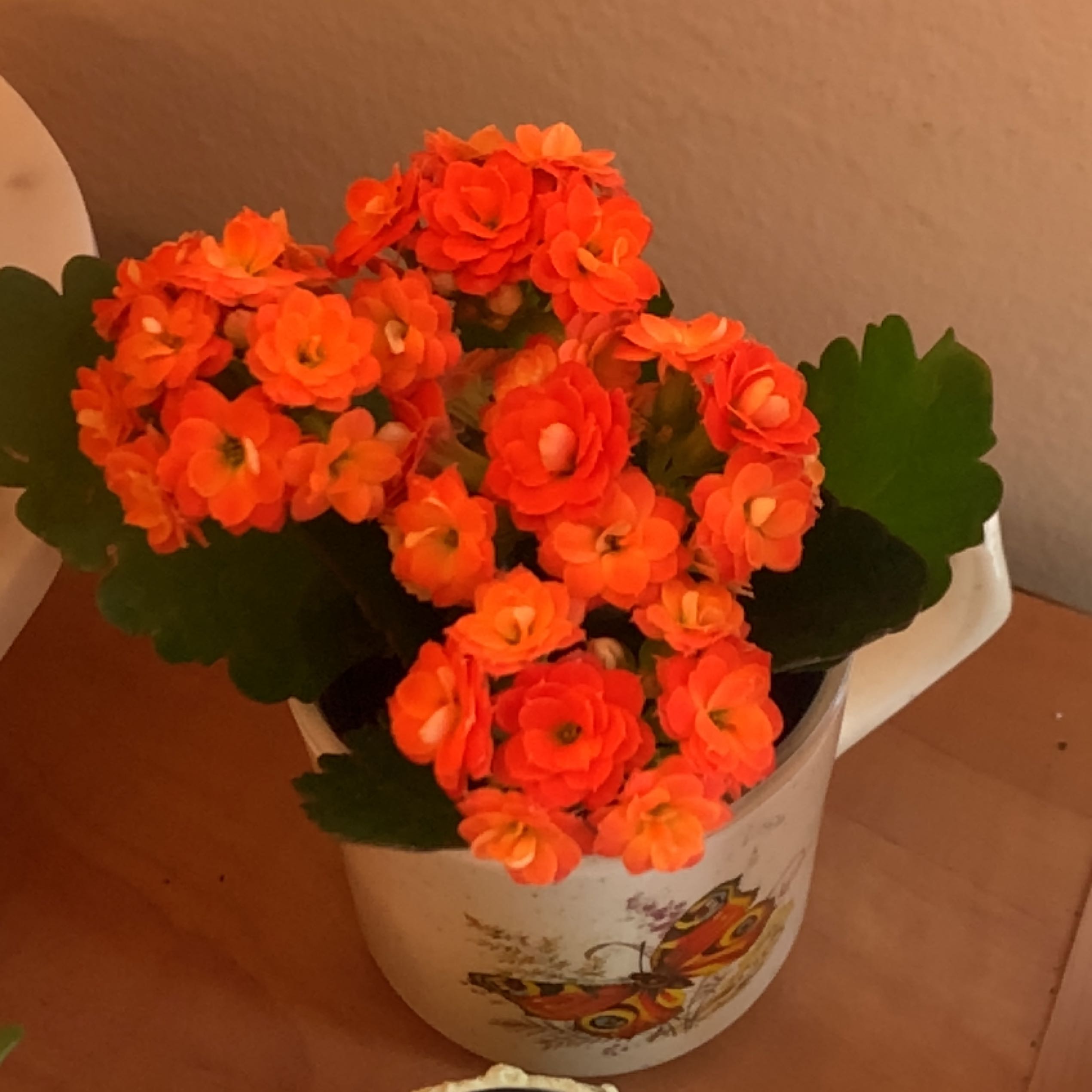 Potted Kalanchoe plant with dense cluster of bright orange flowers in full bloom, no visible leaves, in a white ceramic pot with colorful design.