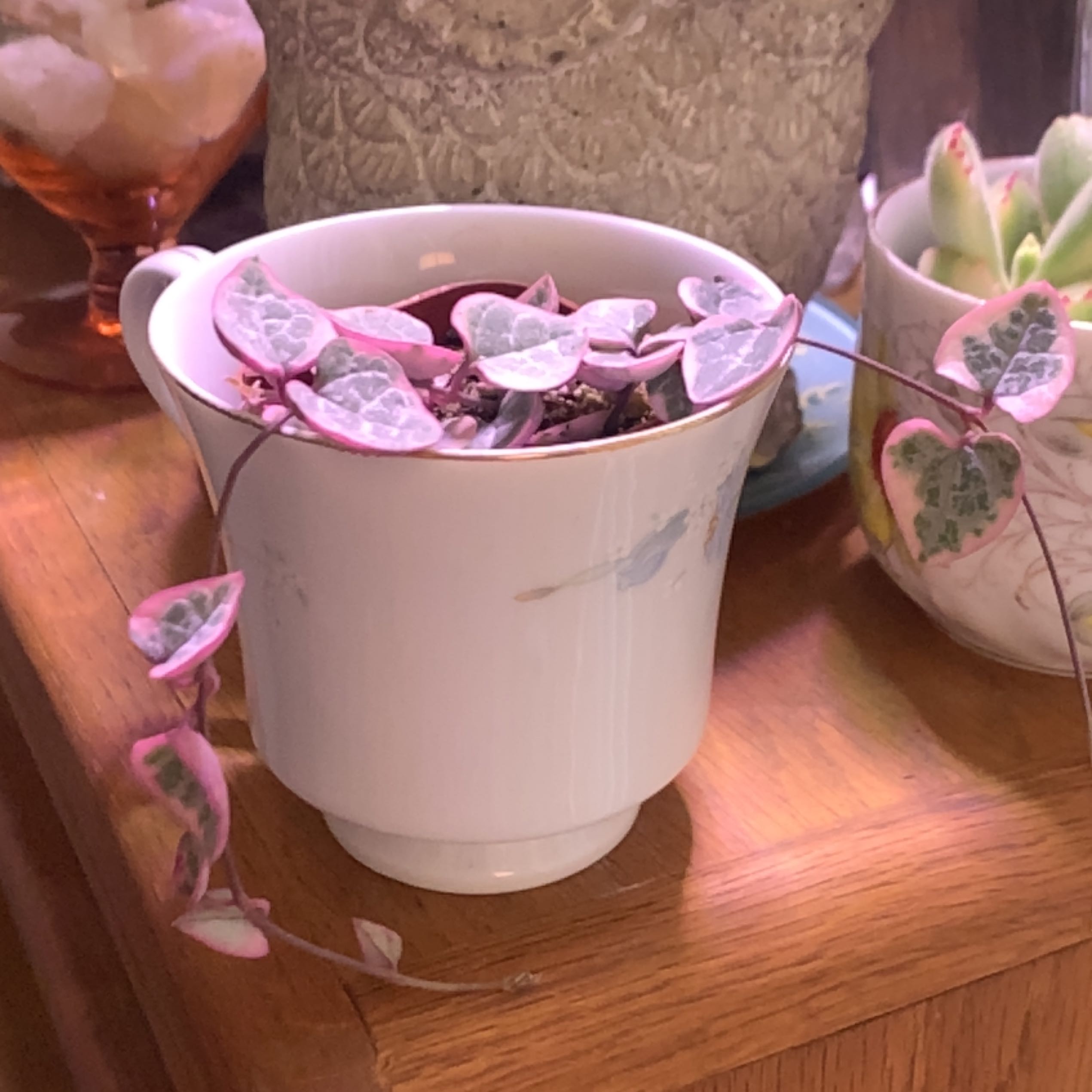 String of Hearts plant in a white pot with vibrant pink and green leaves.