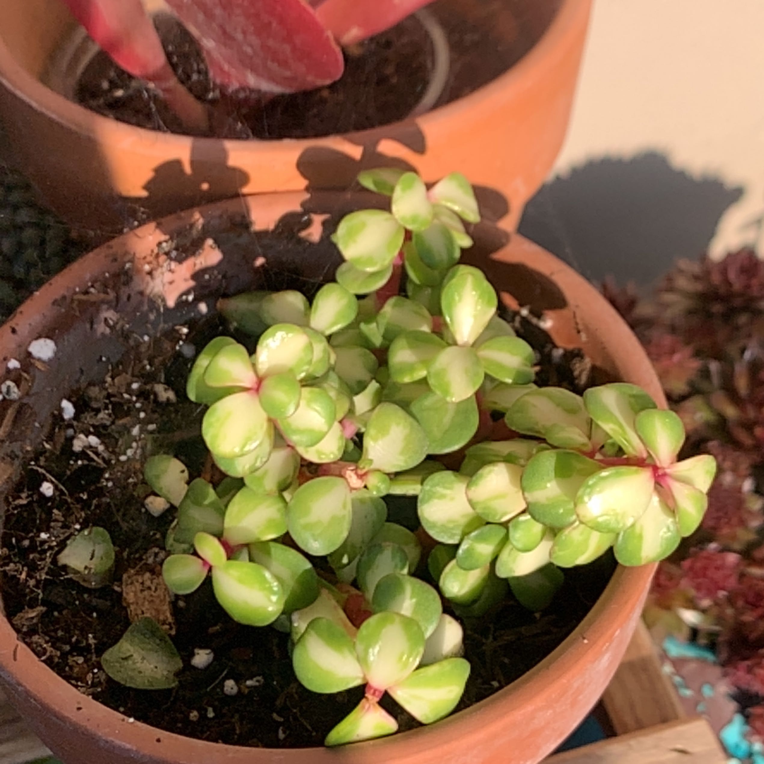 Healthy Elephant Bush plant in a terracotta pot with visible soil and vibrant green leaves.