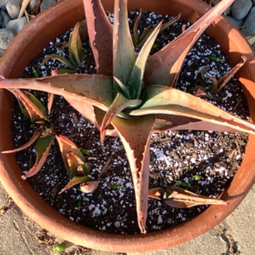 Photo of the plant species Sunset Aloe by @Ibby named Winston on Greg, the plant care app