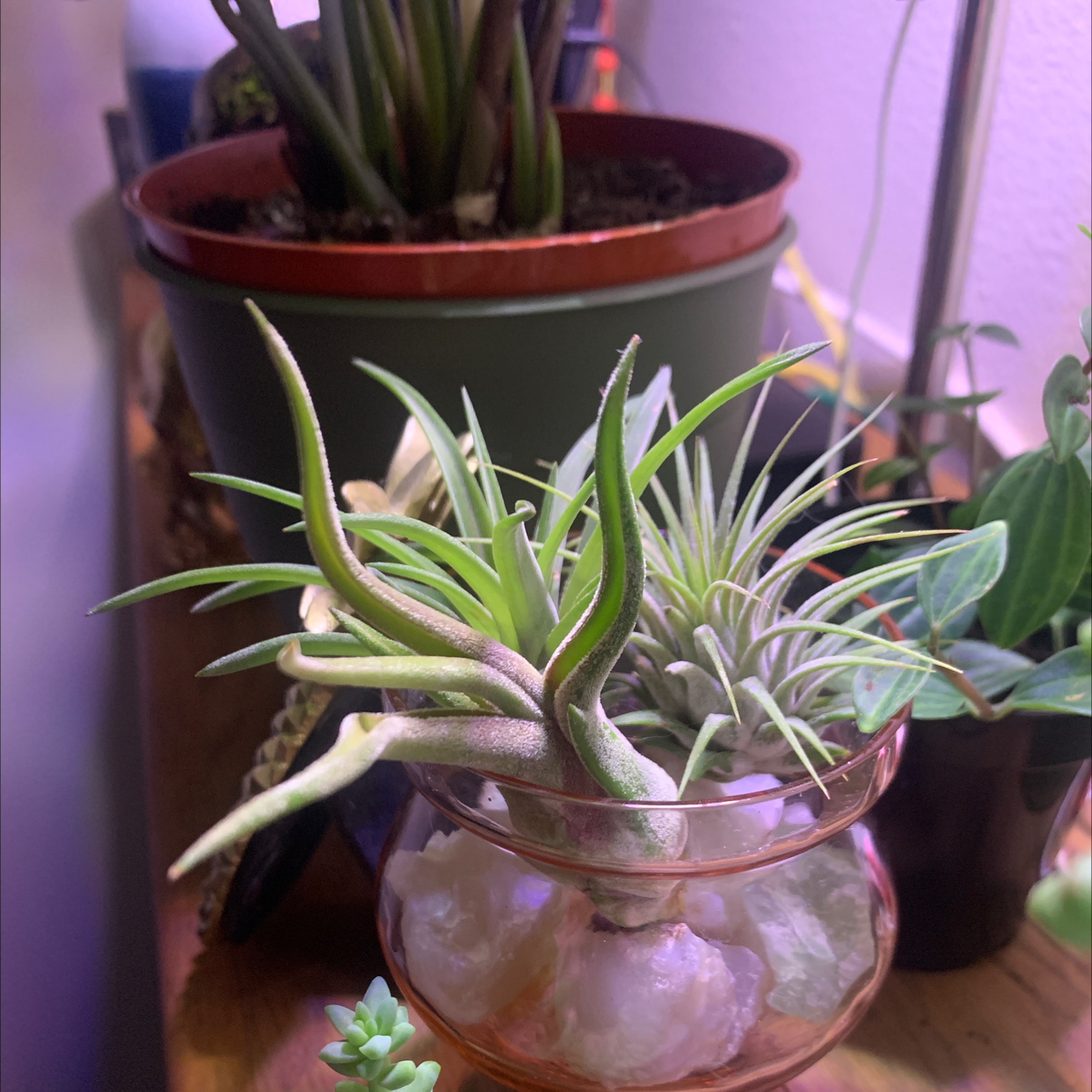 Medusa Head Air Plant in a glass container with other plants in the background.