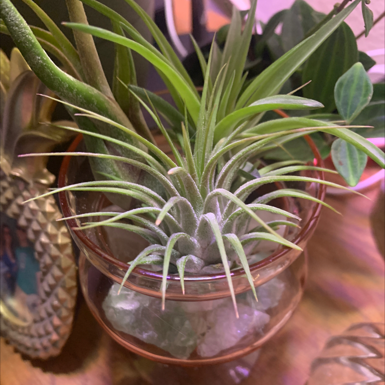 Healthy Blushing Bride air plant with silvery leaves and pink tips, potted in a clear glass container.