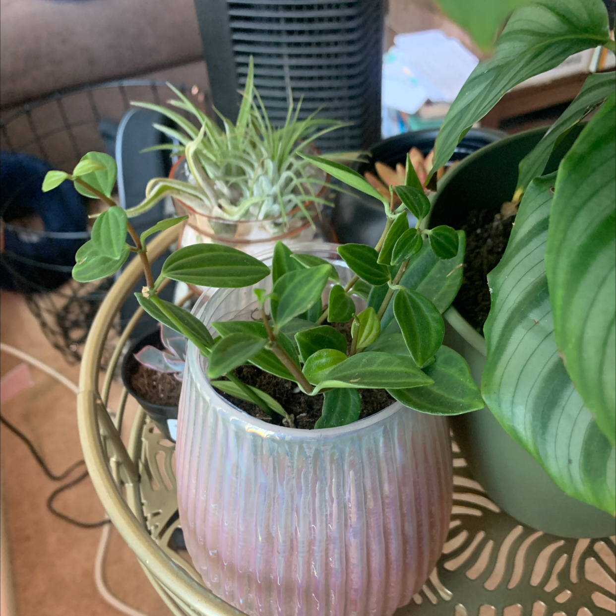 Radiator Plant in a small pot on a decorative tray, with vibrant green leaves.
