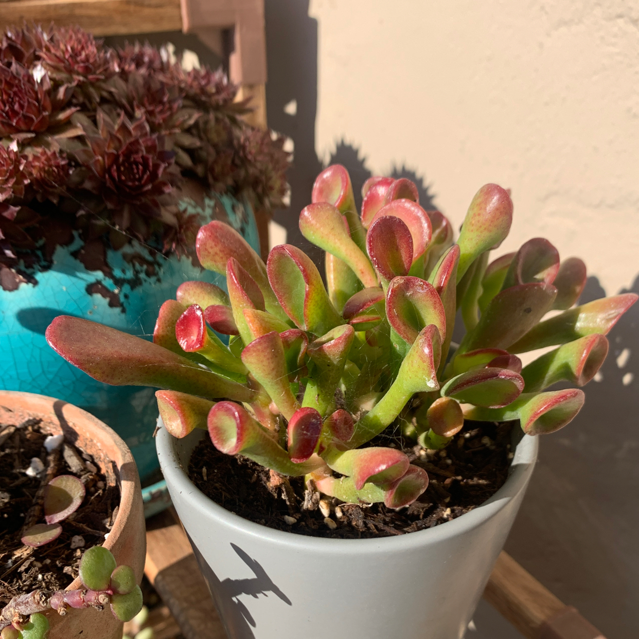 Gollum Jade plant in a pot with healthy green and red-tipped tubular leaves.