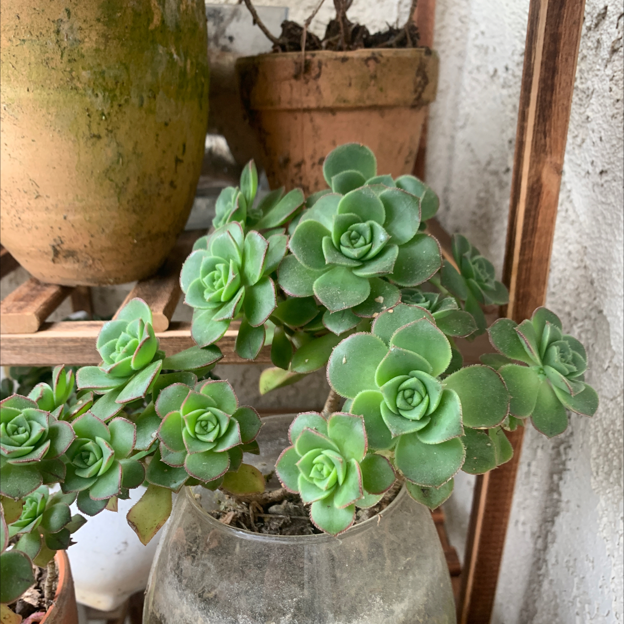 Healthy Haworth's Aeonium plant with green rosette-shaped leaves in a pot on a shelf.