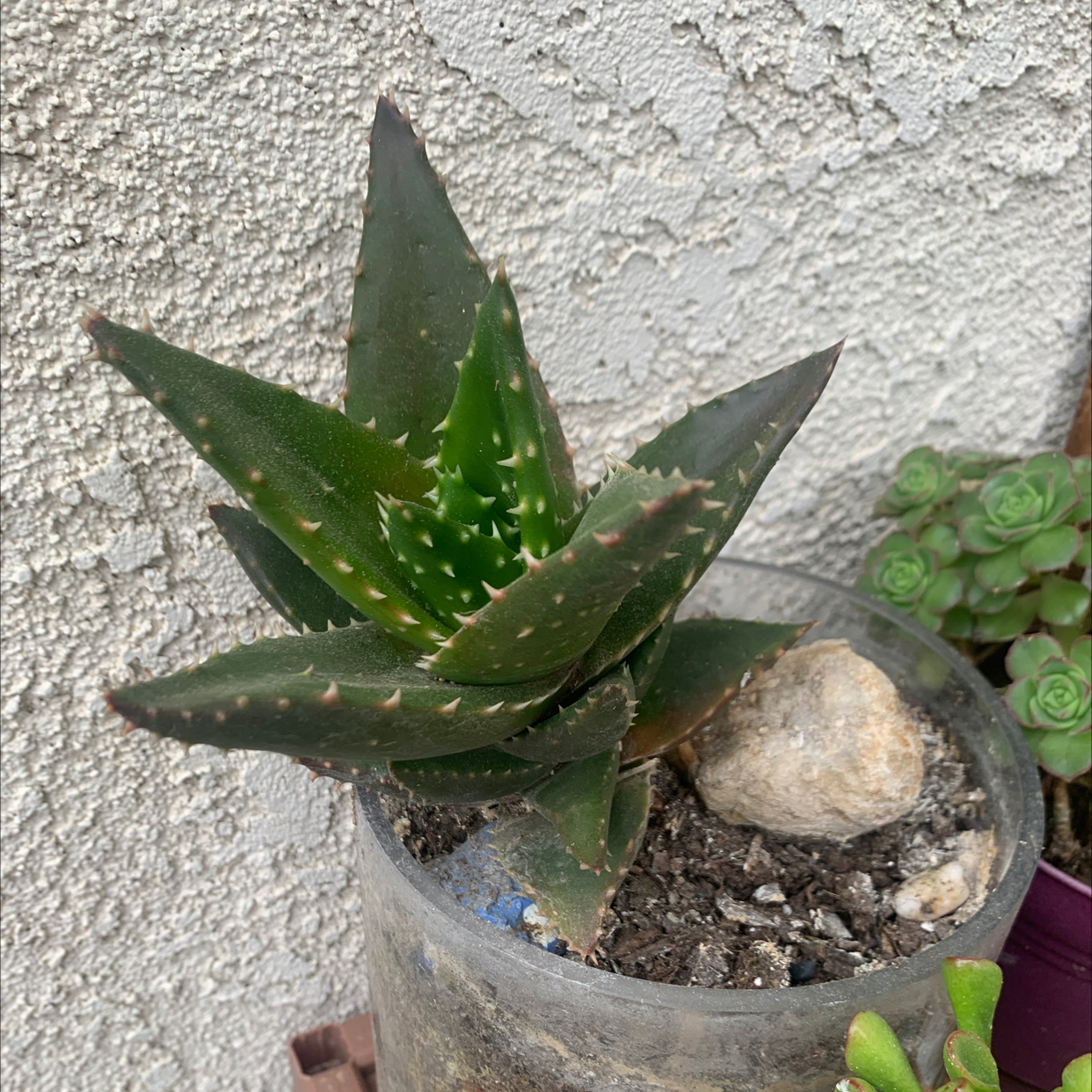 Short-Leaved Aloe plant in a pot with visible soil, against a textured wall.