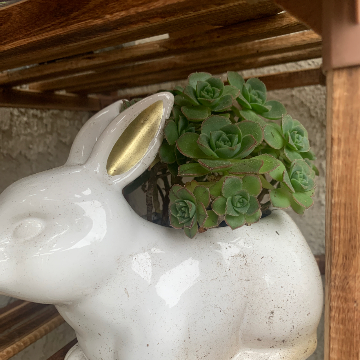 Haworth's Aeonium plant in a decorative rabbit-shaped pot, healthy green leaves.