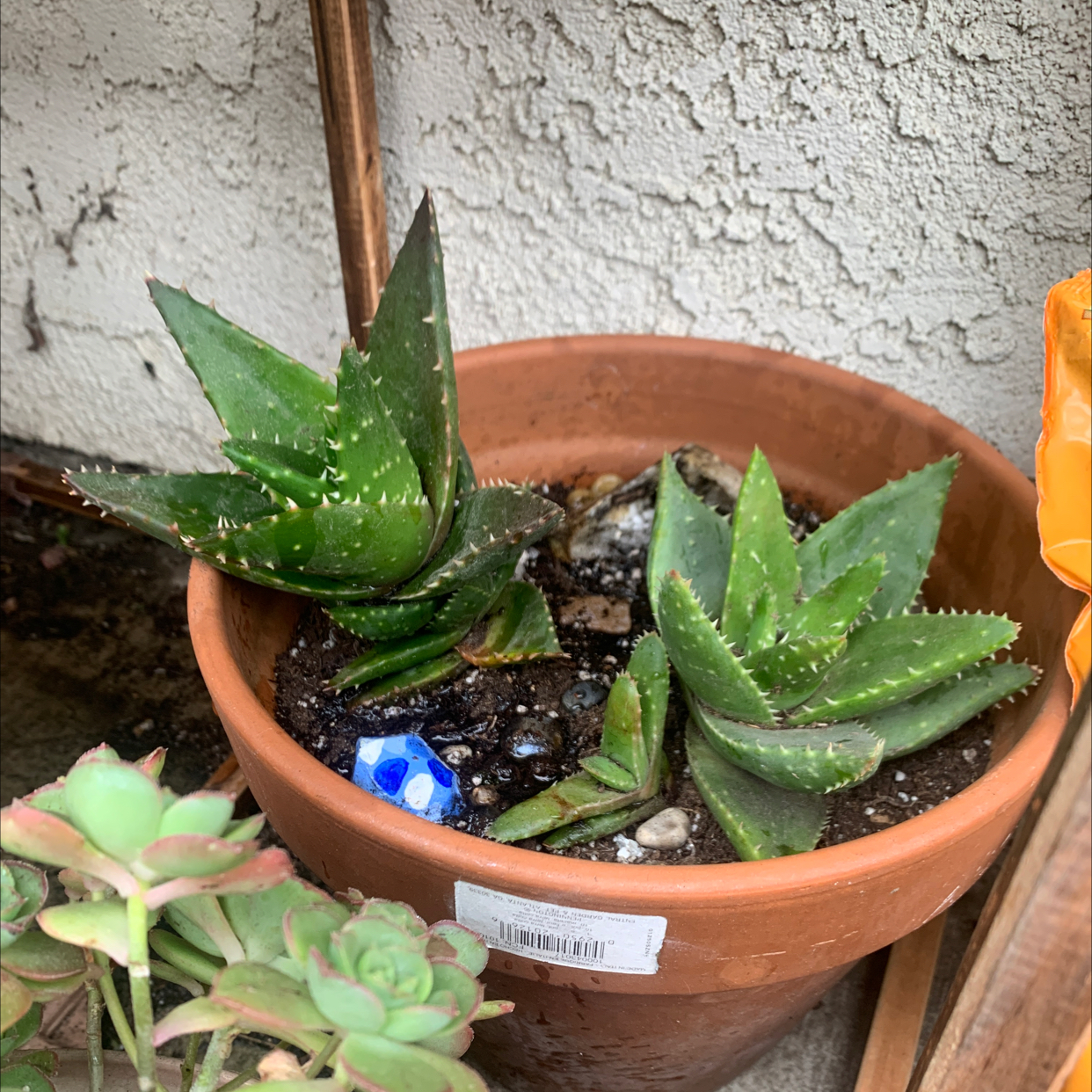 Potted Short-Leaved Aloe plant with multiple rosettes, vibrant green leaves, and visible soil.