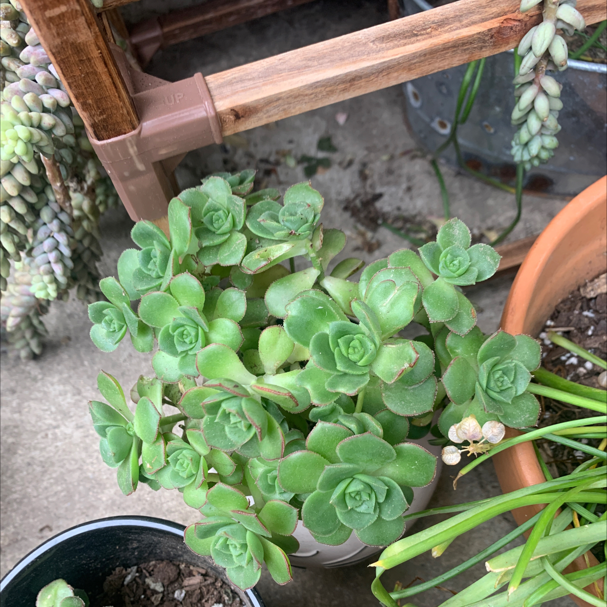 Healthy Haworth's Aeonium succulent with green, fleshy leaves in a pot.