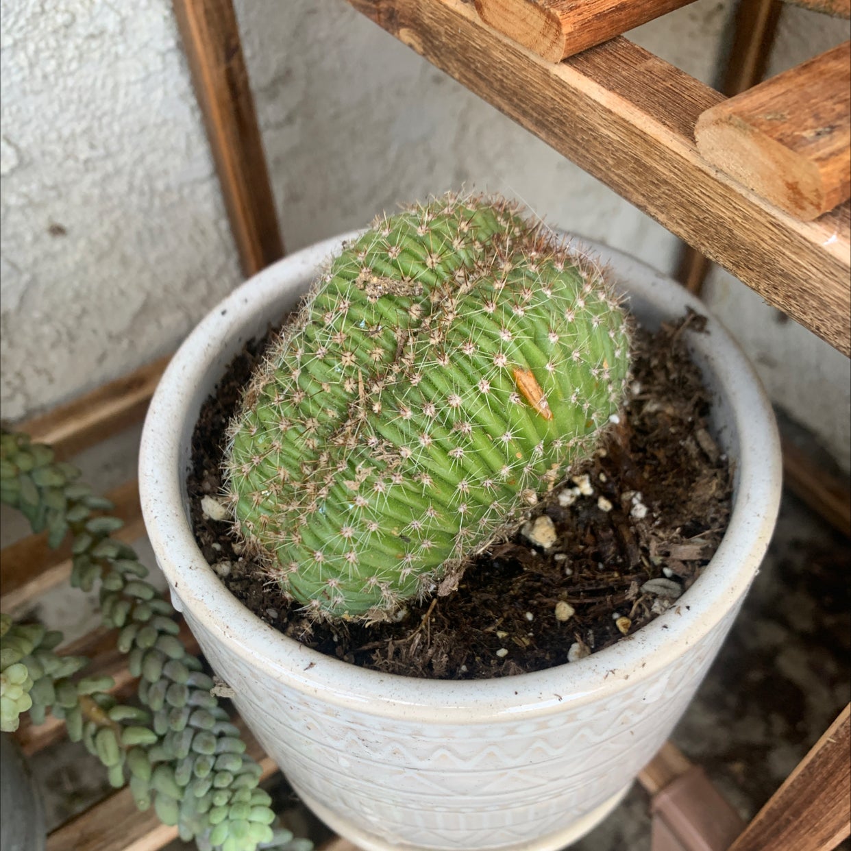 Photo of the plant species Caterpillar Cactus by @Ibby named Maya on Greg, the plant care app