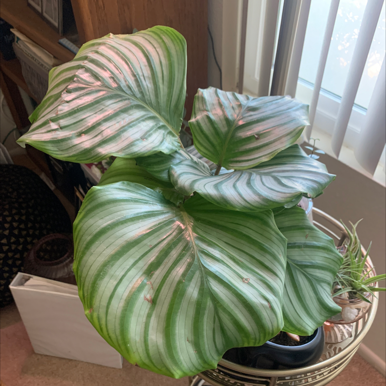 Calathea Orbifolia plant with large, striped leaves indoors near a window.
