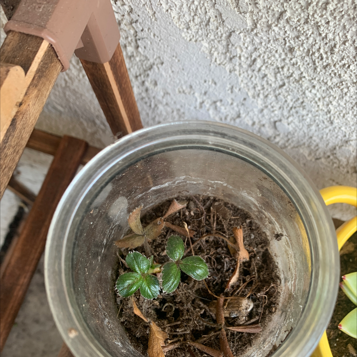 Beach Strawberry plant in a glass container with visible soil and green leaves.