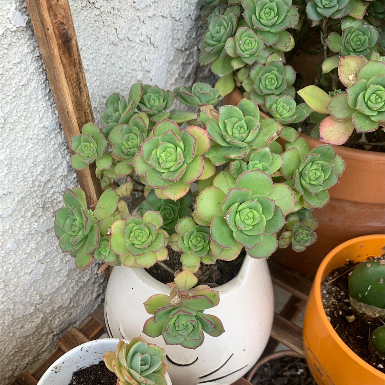 Haworth's Aeonium in a white pot with other plants in the background.