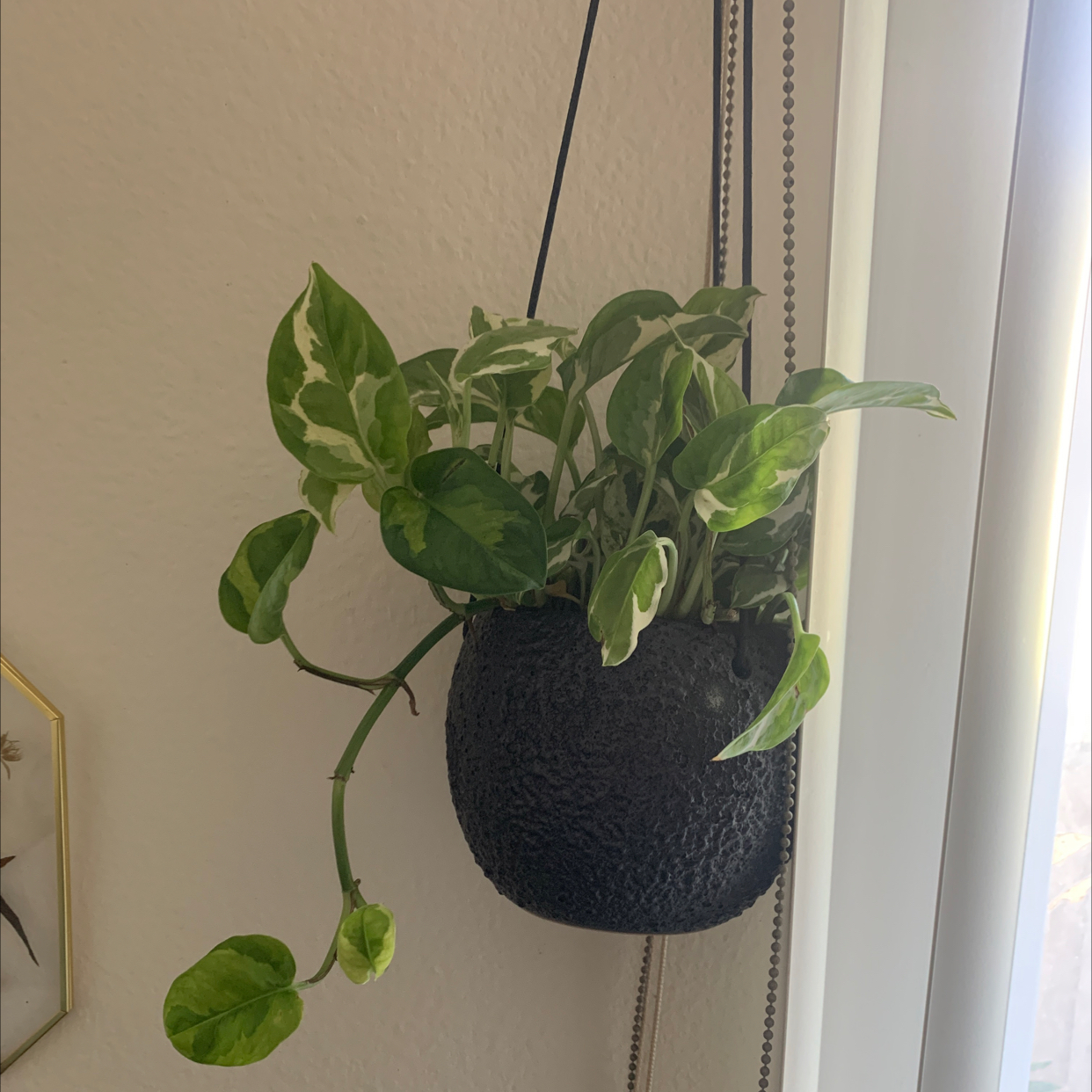 Pothos N' Joy plant in a hanging pot with green and white variegated leaves.