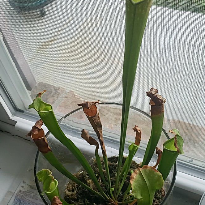 Photo of the plant species Yellow Pitcher Plant by @HighestAlula20 named Osmo on Greg, the plant care app