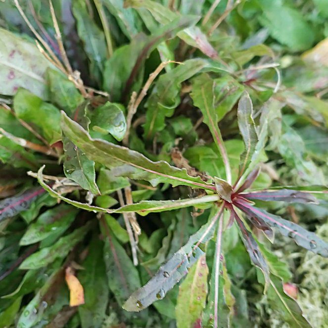 Photo of the plant species Wood Spurge by @HighestAlula20 named Homer on Greg, the plant care app