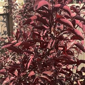 Photo of the plant species Cherry Plum by @ExaltedHoya64 named Zeus on Greg, the plant care app