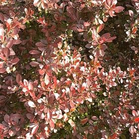 Photo of the plant species Japanese Barberry by @ExaltedHoya64 named Remington on Greg, the plant care app