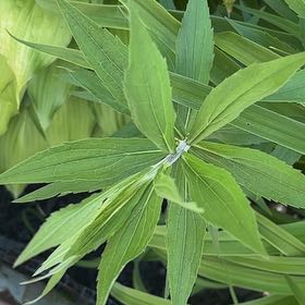 Photo of the plant species Martagon Lily by @ExaltedHoya64 named Sproutacus on Greg, the plant care app