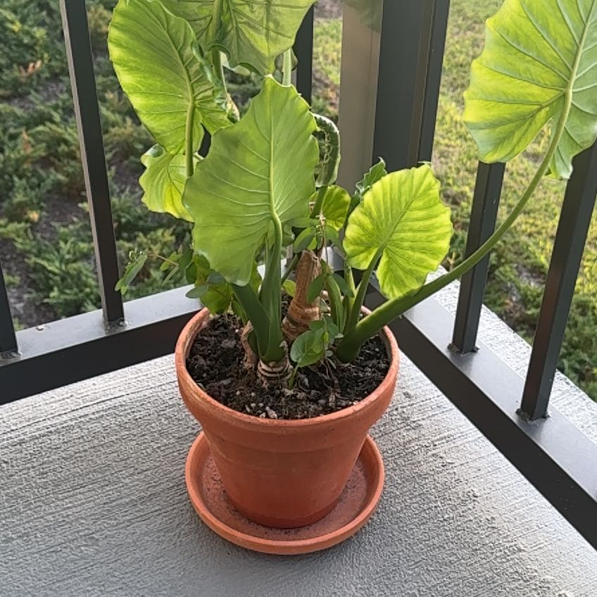 Plant care for Rhino Skin on Greg, the plant care app