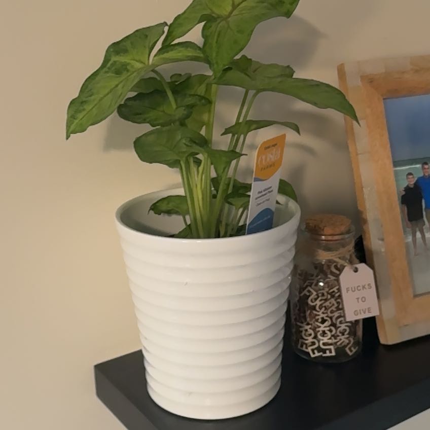 Henry’s Shelf plant