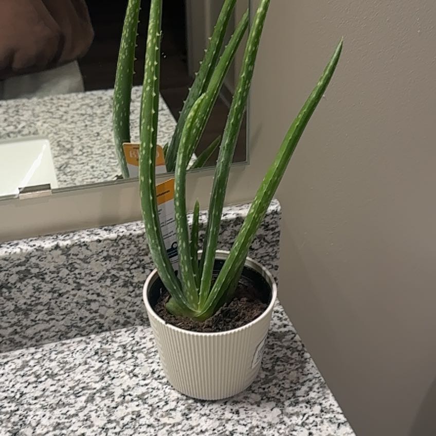 Henry’s Aloe