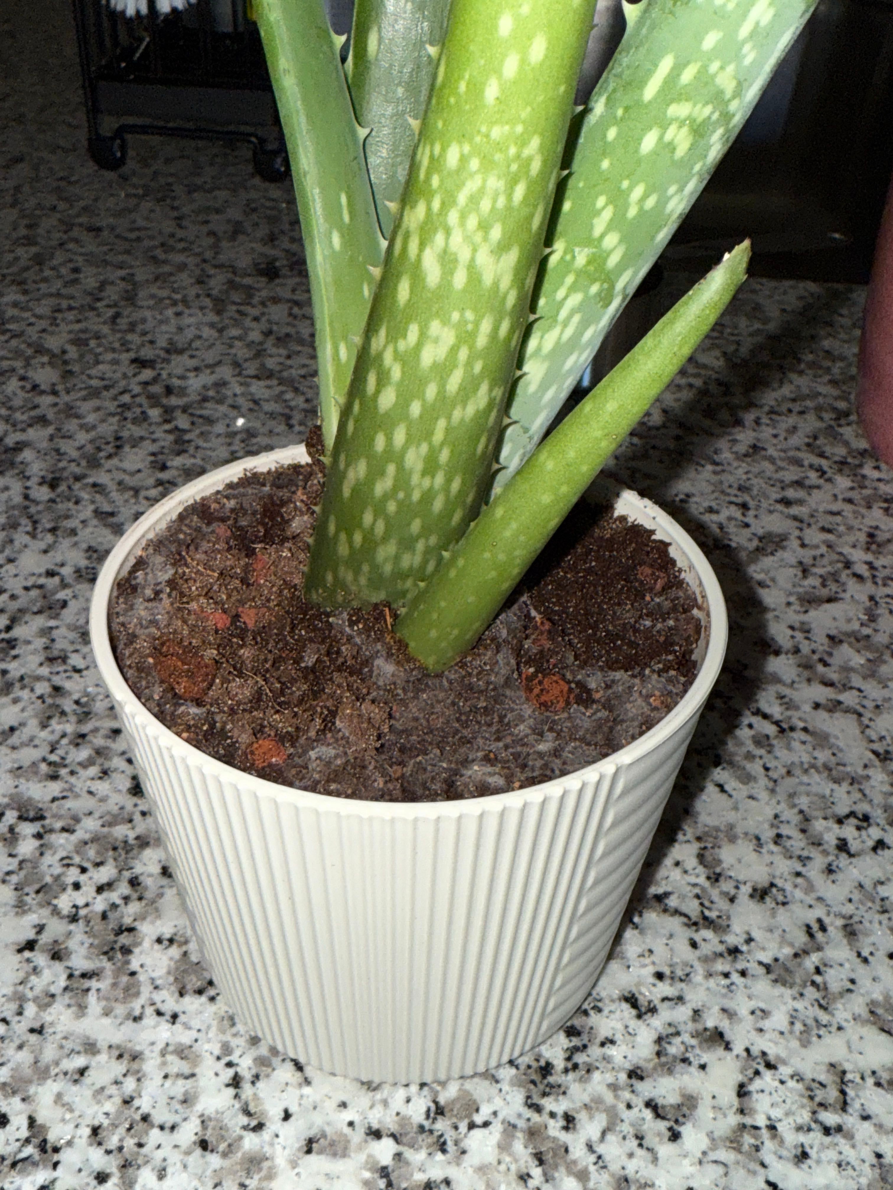 Keep Your Aloe x Delaetii Alive: Light, Water & Care Instructions