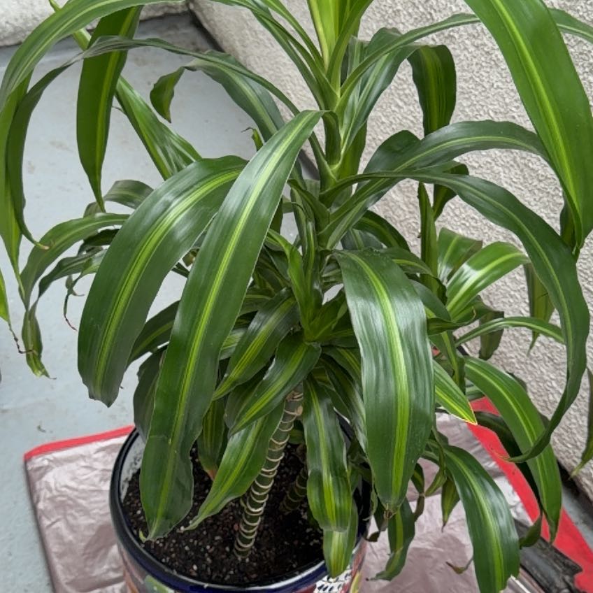 Photo of the plant species Dracaena 'Hawaiian Sunshine' by @PromptZzplant69 named Dracareus on Greg, the plant care app