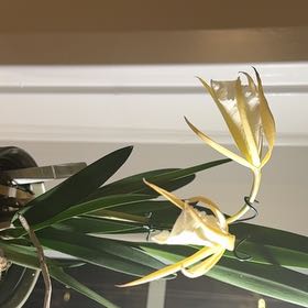 Photo of the plant species Lycaste 'Leo' by @HeirGinseng46 named Dax on Greg, the plant care app