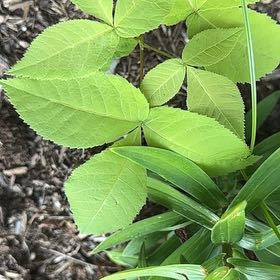 Photo of the plant species Shagbark Hickory by Michael named Elina on Greg, the plant care app