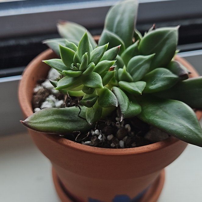 Photo of the plant species Echeveria x Raquel by @GroovyBluerose9 named Freya on Greg, the plant care app