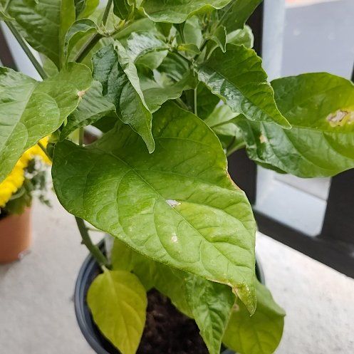 Photo of the plant species Orange Habanero by @PreciseKiekie51 named Habanero on Greg, the plant care app