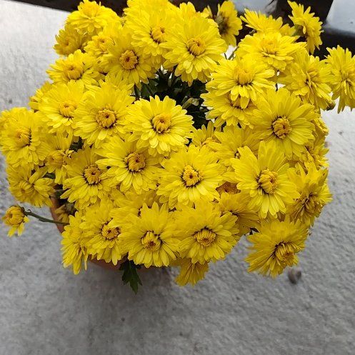 Photo of the plant species Mum by @PreciseKiekie51 named Messi on Greg, the plant care app