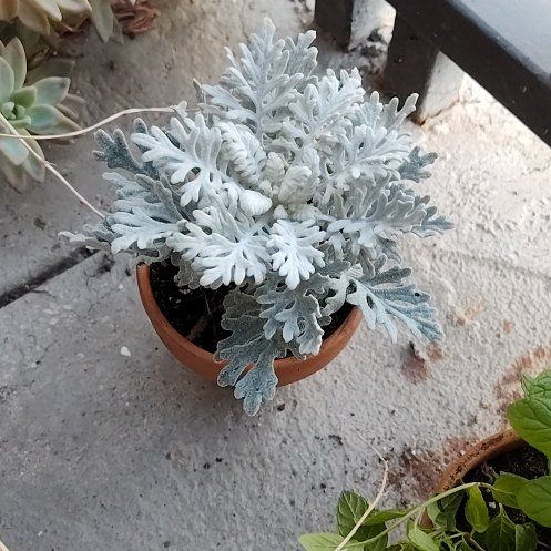 Photo of the plant species Dusty Miller by @PreciseKiekie51 named Dusty on Greg, the plant care app