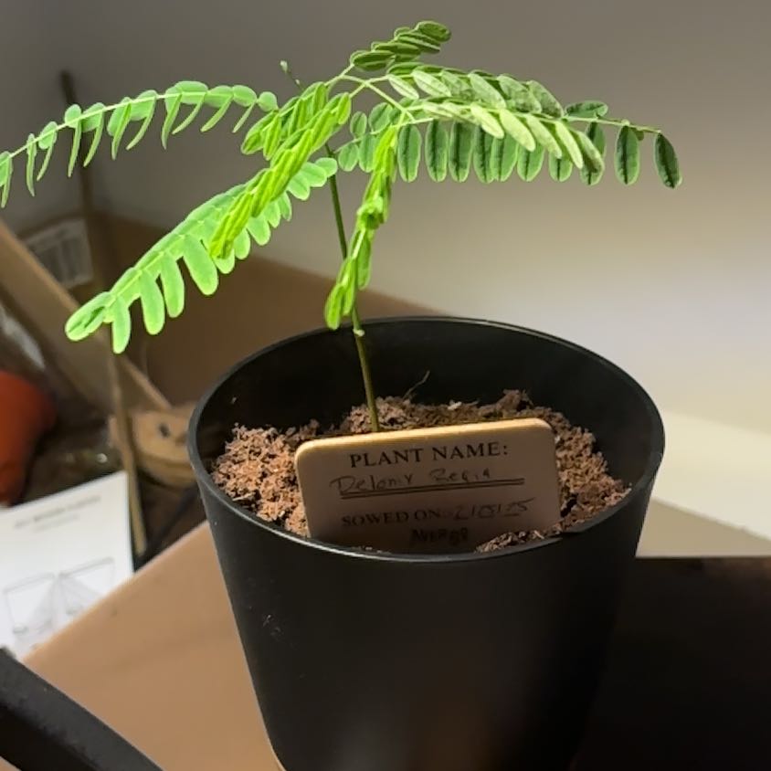 Photo of the plant species Flamboyant Tree by @SwiftLoquat89 named Demi on Greg, the plant care app