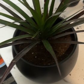 Photo of the plant species Madagascar Dragon Tree by @SwiftLoquat89 named Bieber on Greg, the plant care app