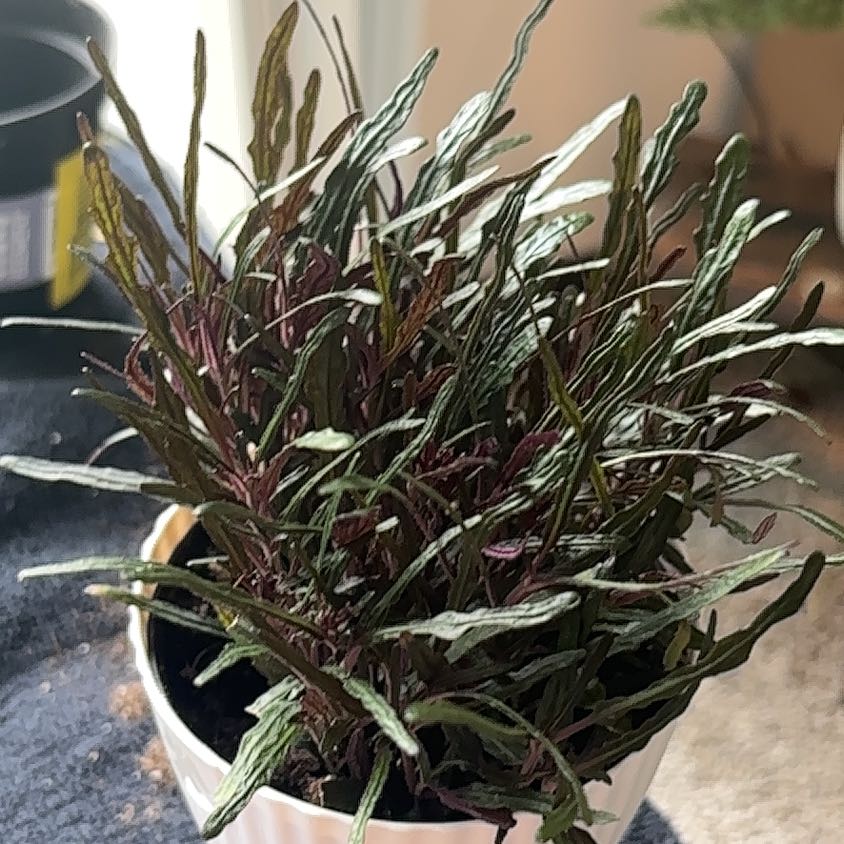 Photo of the plant species Pilea 'Moon Valley' by @SwiftLoquat89 named Eva on Greg, the plant care app