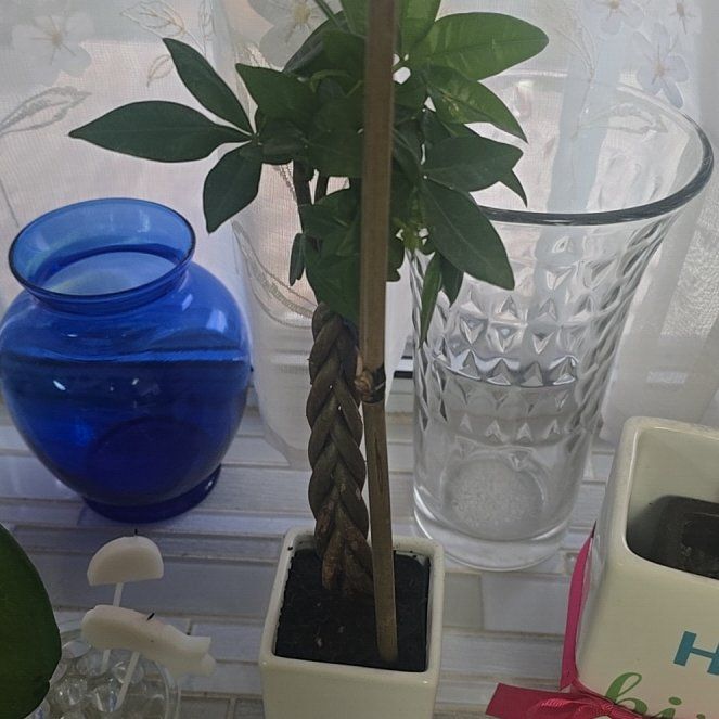 Photo of the plant species Pachira by @SavvyPuka66 named Money on Greg, the plant care app