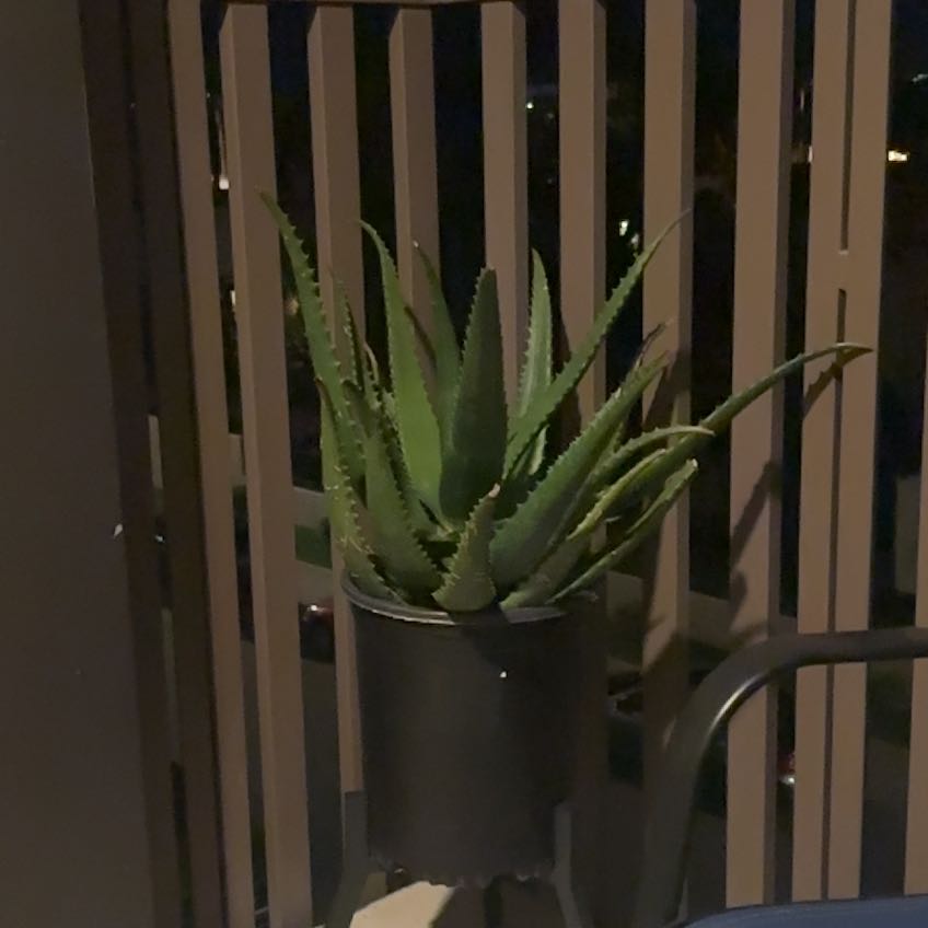 Photo of the plant species Starfish Aloe by @Flever named Scarlett on Greg, the plant care app