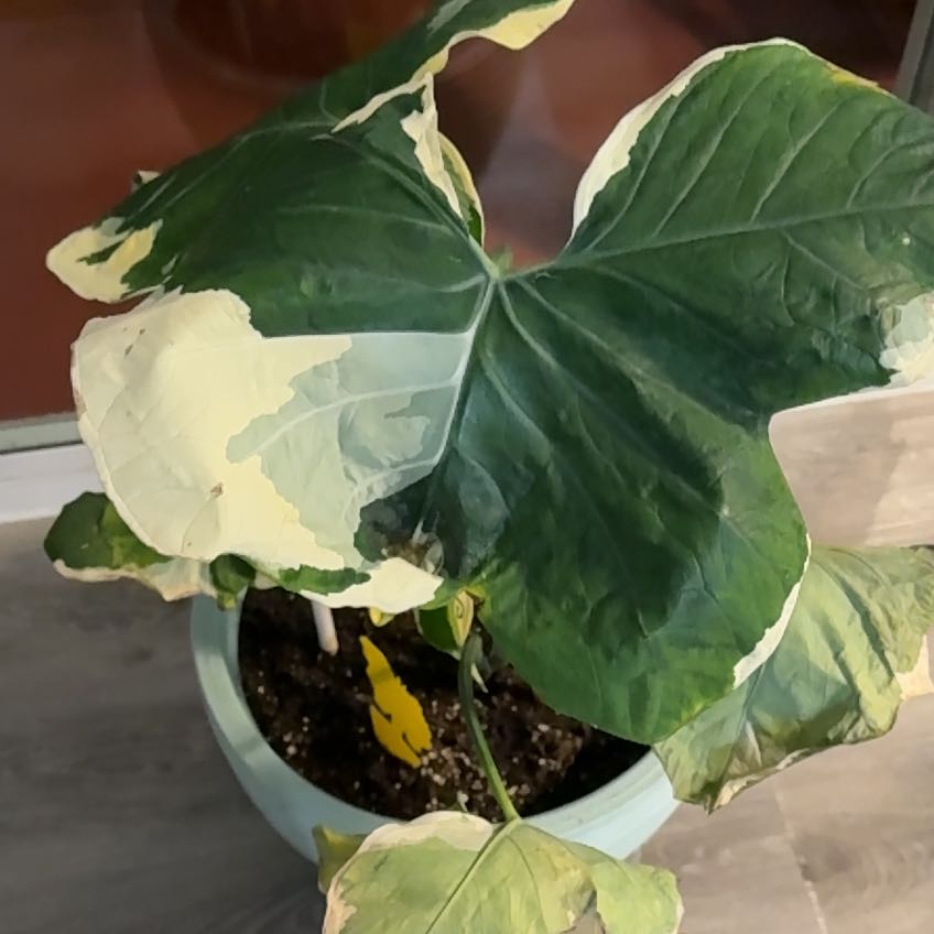 Photo of the plant species Mickey Mouse Taro by @Aantillon named Remington on Greg, the plant care app