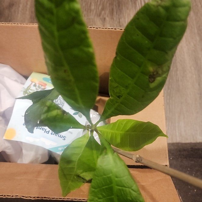 Photo of the plant species Red Cashew by @SirCinchweed72 named Harry on Greg, the plant care app