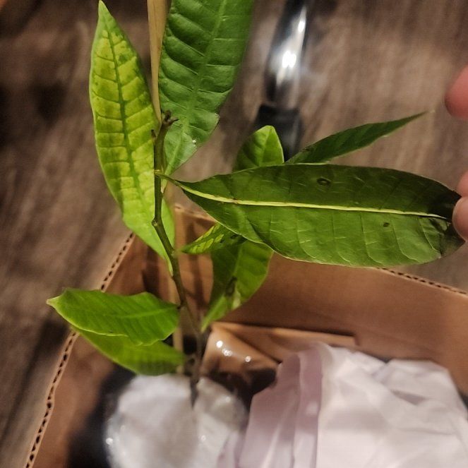 Photo of the plant species Red Cashew by @SirCinchweed72 named Mochi on Greg, the plant care app