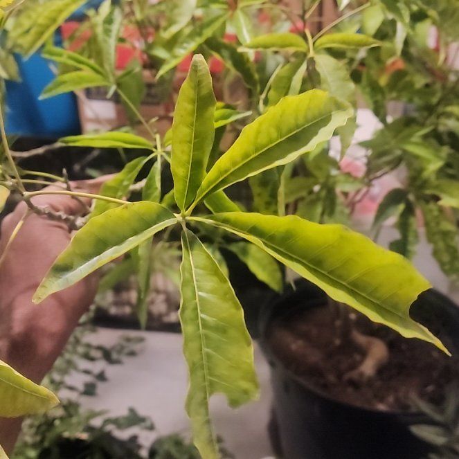 Photo of the plant species White Sapote by @SirCinchweed72 named Planty on Greg, the plant care app