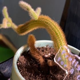 Photo of the plant species Rat Tail by @TopKanna18 named Delilah on Greg, the plant care app