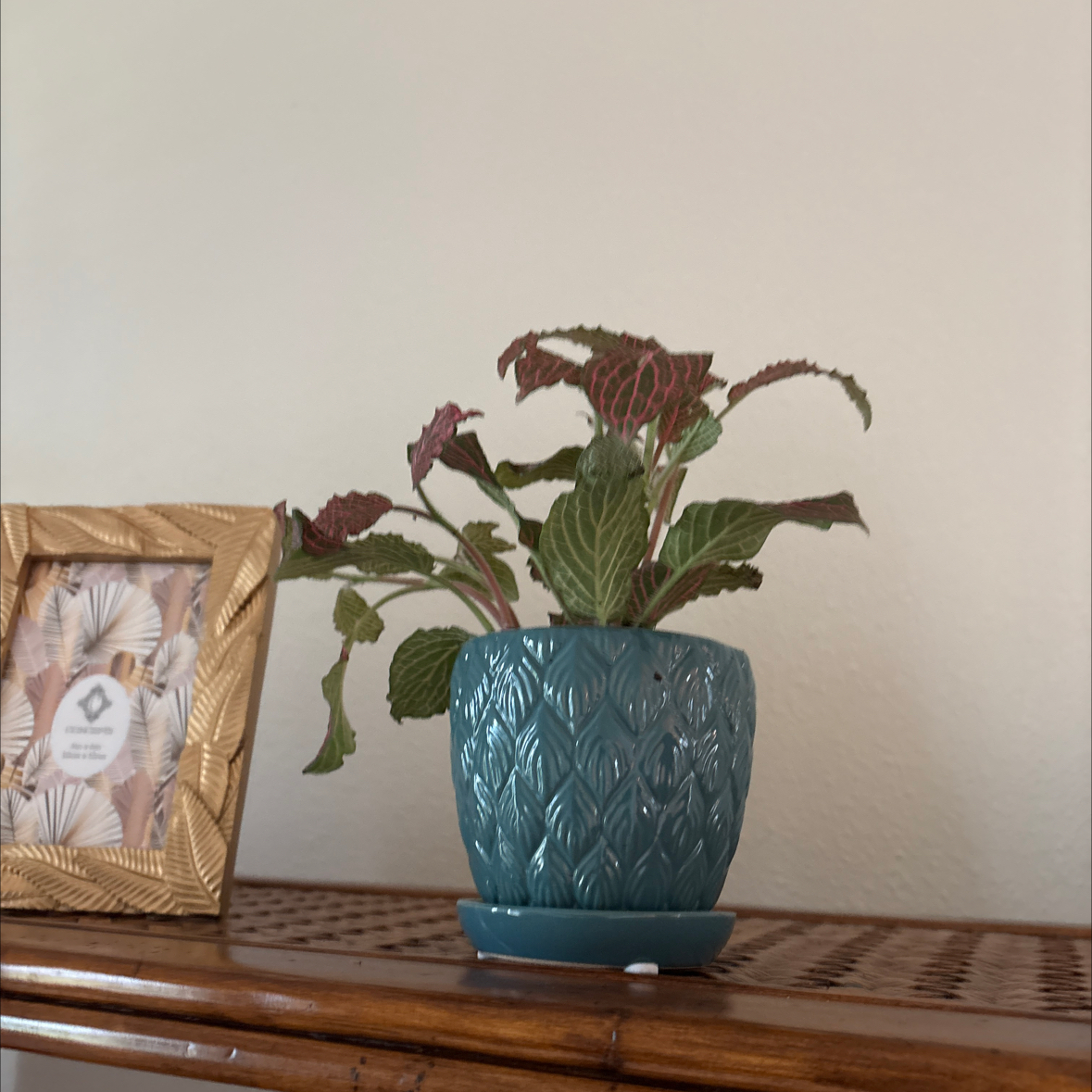 Photo of the plant species Red Anna Fittonia by @BocaRoyale2025 named Gomez Office on Greg, the plant care app