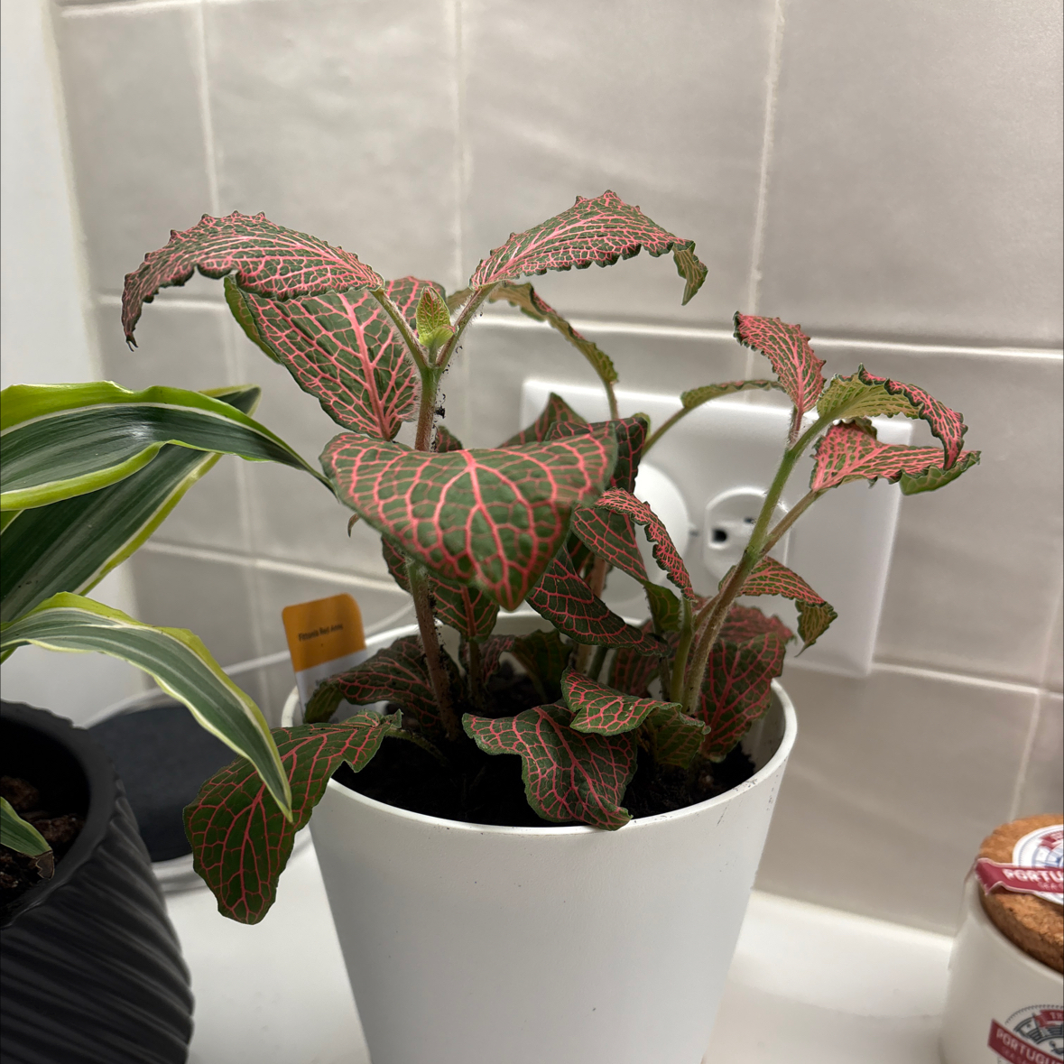 Photo of the plant species Red Anna Fittonia by @BocaRoyale2025 named Zeus Kitchen on Greg, the plant care app
