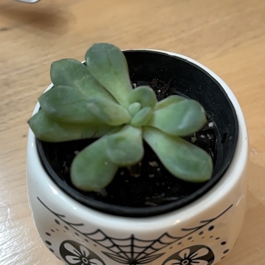 Photo of the plant species Pachyveria 'Claire' by @HotPinusmugo53 named Sproutacus on Greg, the plant care app