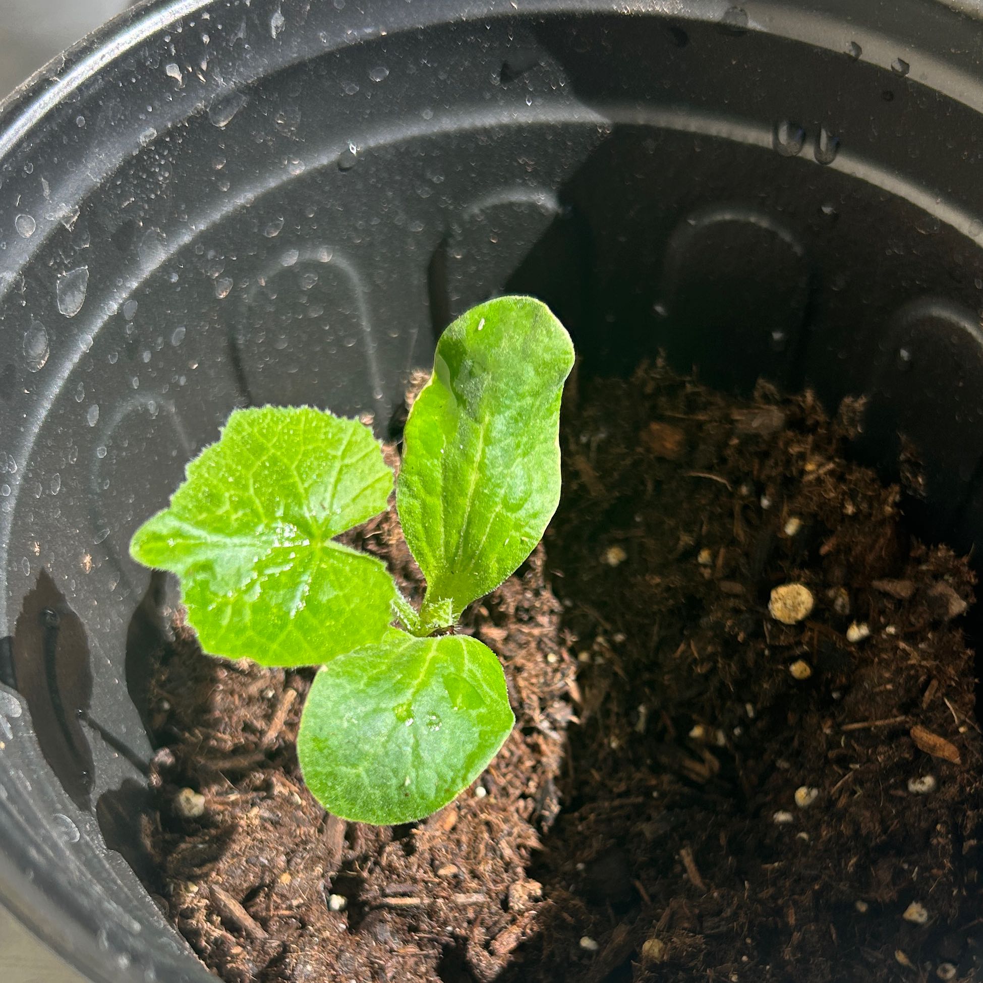 Photo of the plant species Pumpkin by @YeahOnion20 named Pumpkin on Greg, the plant care app