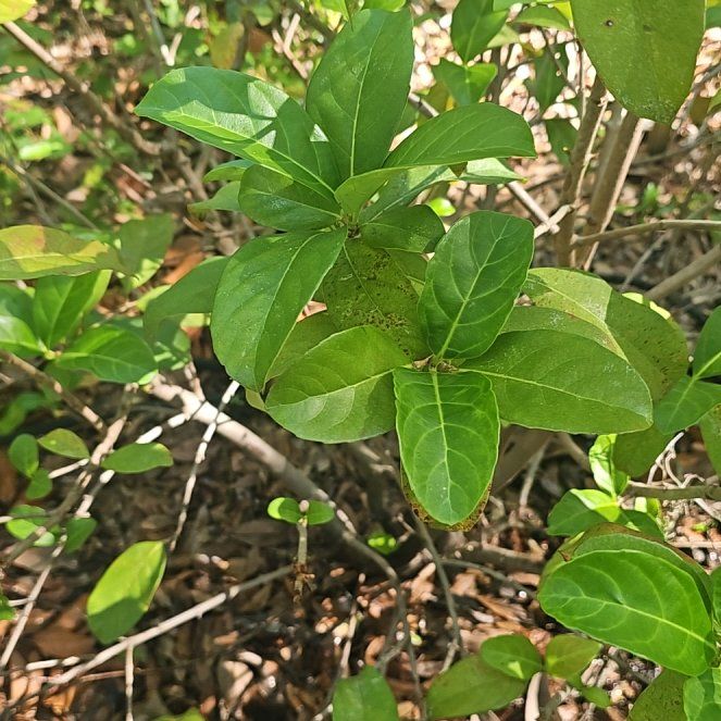 Photo of the plant species Sweet Arrowwood by @HeirChosmo1 named Gobi on Greg, the plant care app