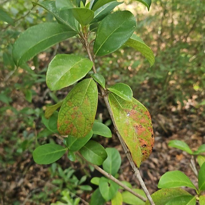 Photo of the plant species Sweet Arrowwood by @HeirChosmo1 named Oscar on Greg, the plant care app
